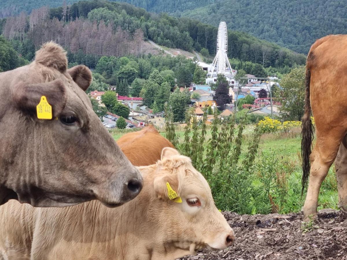 Ferienhaus Mit Ausblick Villa Brilon Dış mekan fotoğraf